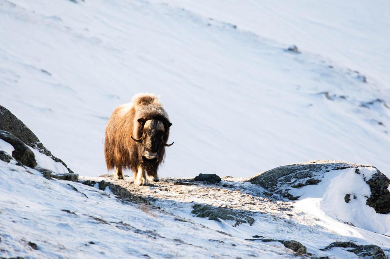 Rondane River Lodge - Rondane Gjestegard Enden Ngoại thất bức ảnh