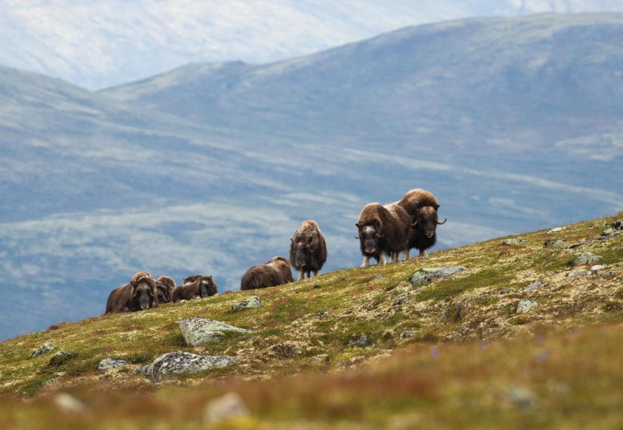 Rondane River Lodge - Rondane Gjestegard Enden Ngoại thất bức ảnh