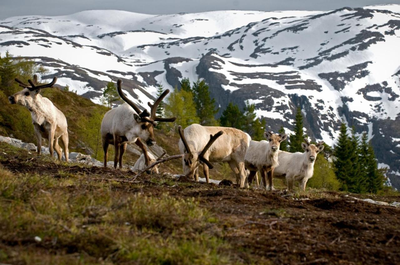 Rondane River Lodge - Rondane Gjestegard Enden Ngoại thất bức ảnh